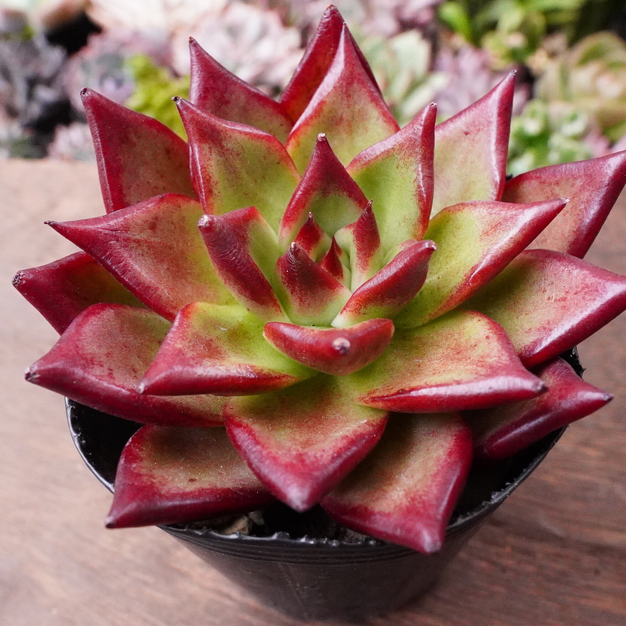 No.531 ❁オレンジライト❁ 抜き苗 多肉植物 寄せ植え No.531 ❁オレンジライト❁ 抜き苗 多肉植物 寄せ植え