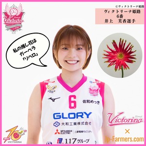 【ヴィクトリーナ姫路応援企画】推し花を贈って応援しよう　井上選手のラブフラワーはガーベラ　リベロ