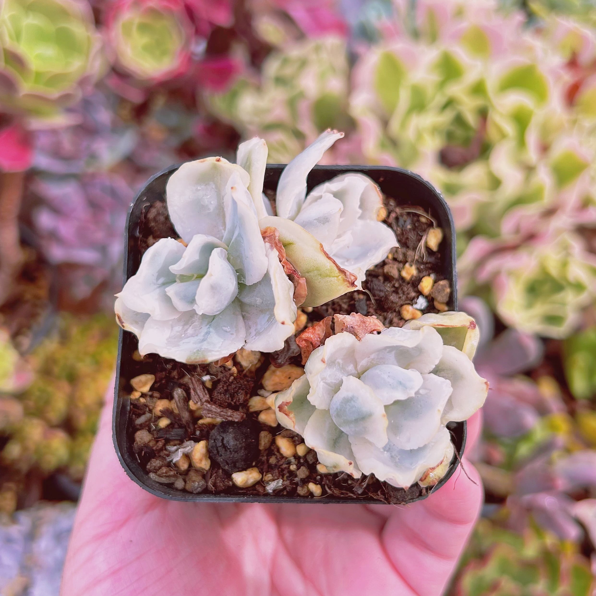 現物 多肉植物 flying cloud 抜き苗 | るる農園~多肉植物専門