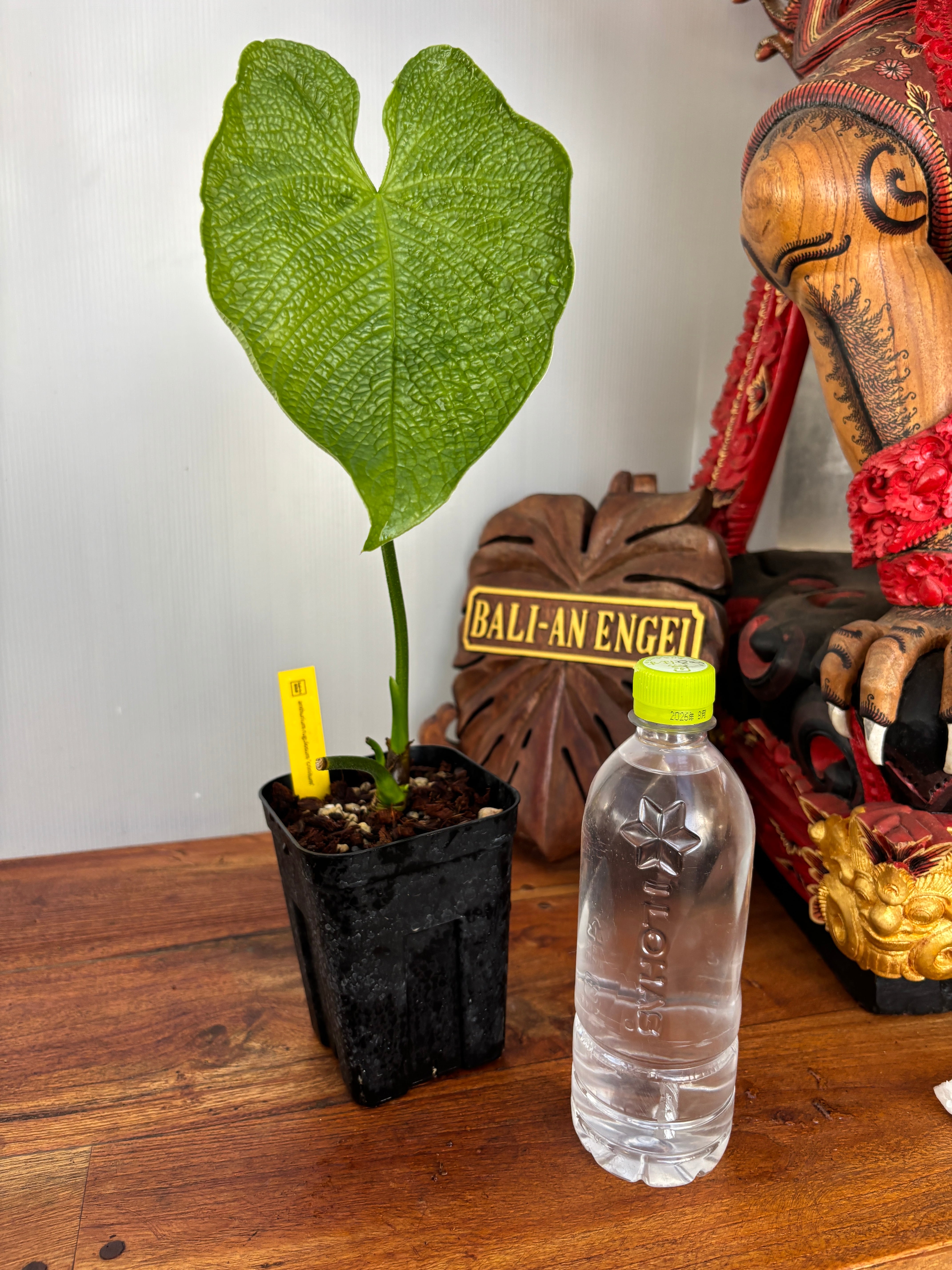 Anthurium | BA PLants