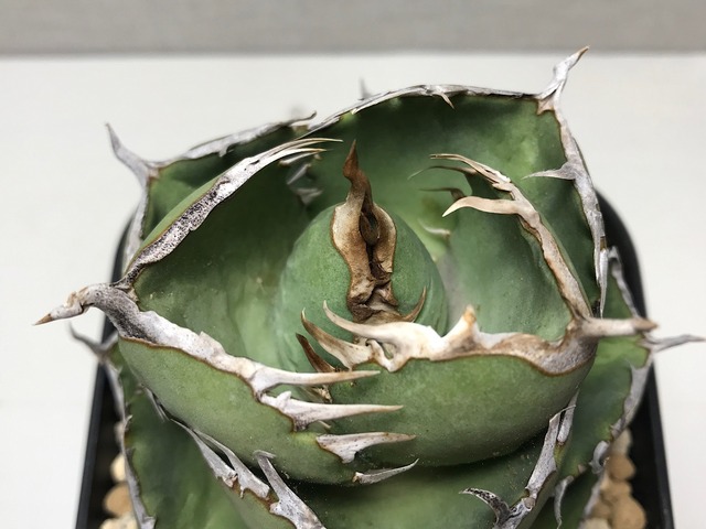 アガベ チタノタ '窮奇'（キュウキ）