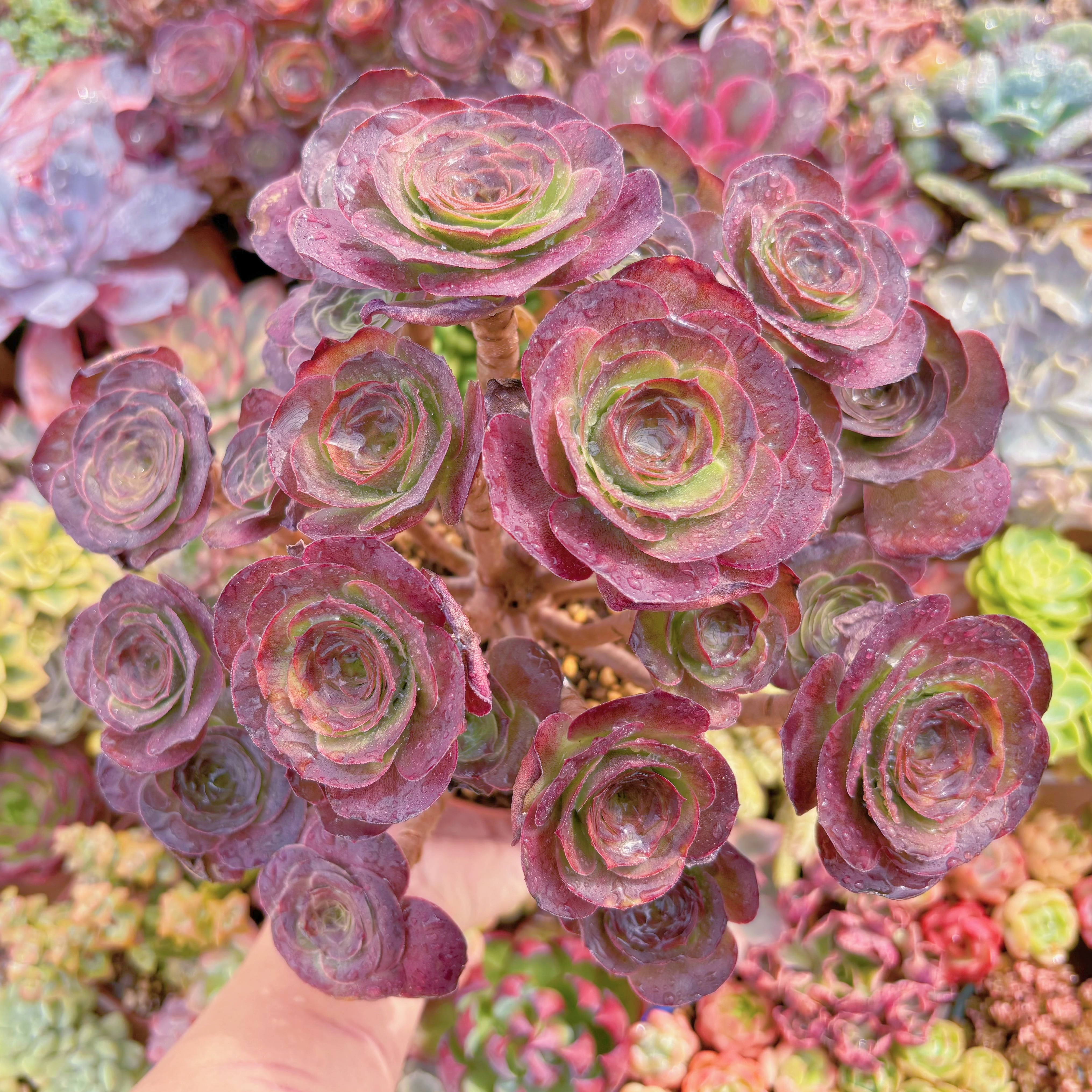 現品　魅金ローズ#B41　特特大群生　るる農園