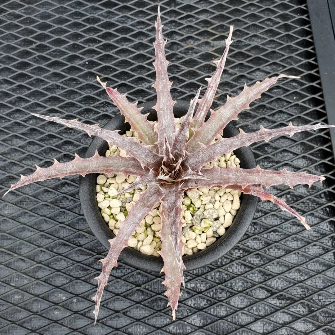 F00551_Dyckia 'Wasabi' (BCR:13644)：ディッキア・ワサビ（子株
