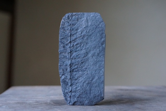 シダ化石 Astrophyllite equisetiformis