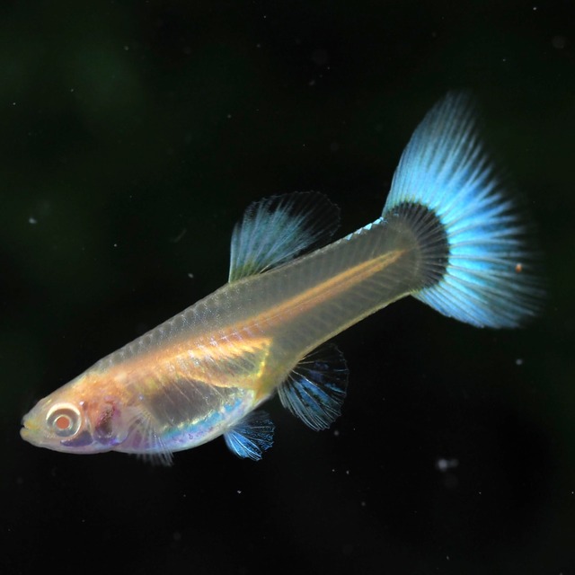 【セール】RREAドイツイエロータキシード　若魚2ペア