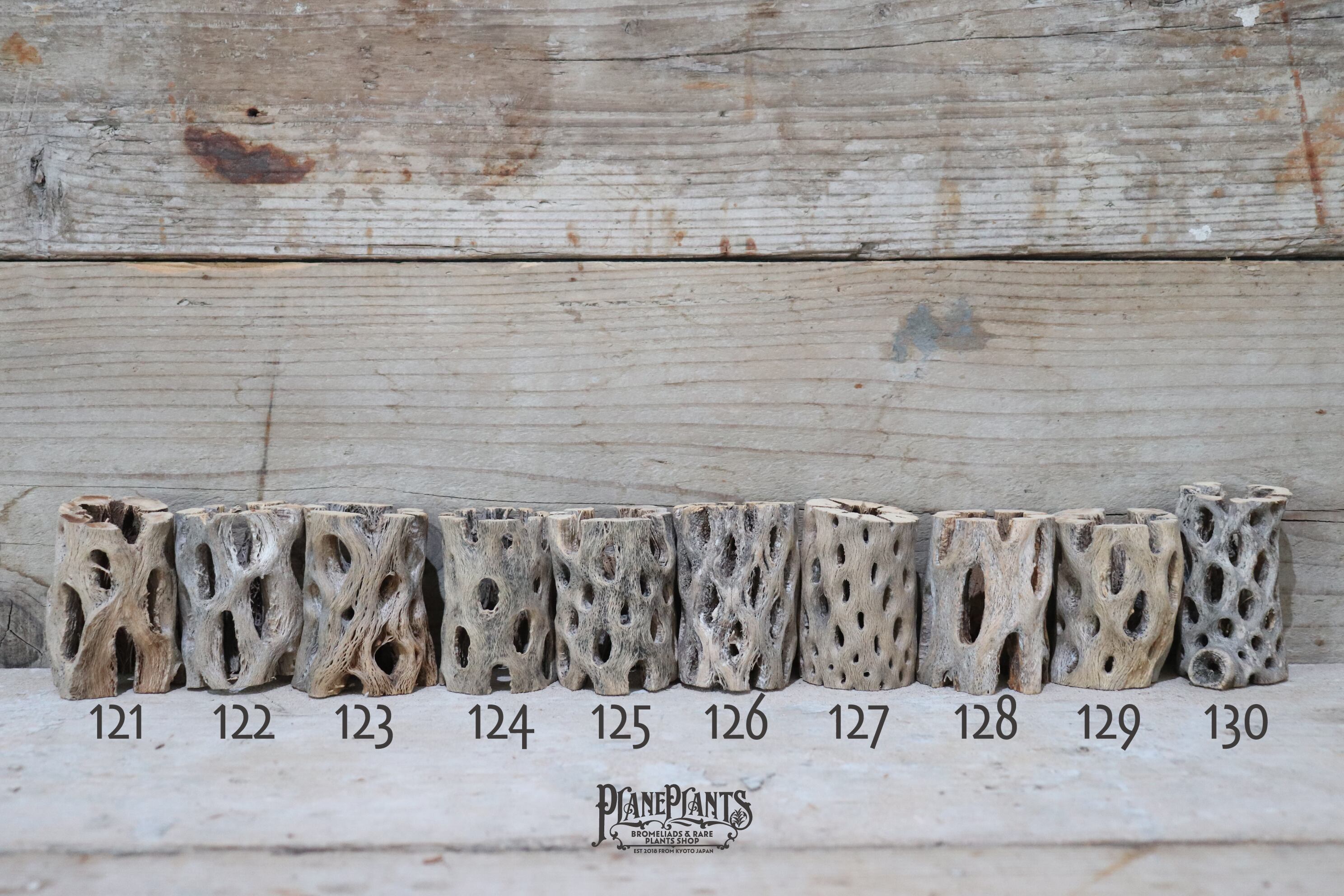 送料無料】カクタス スケルトン S (8-10cm) [S121-180] | plane plants