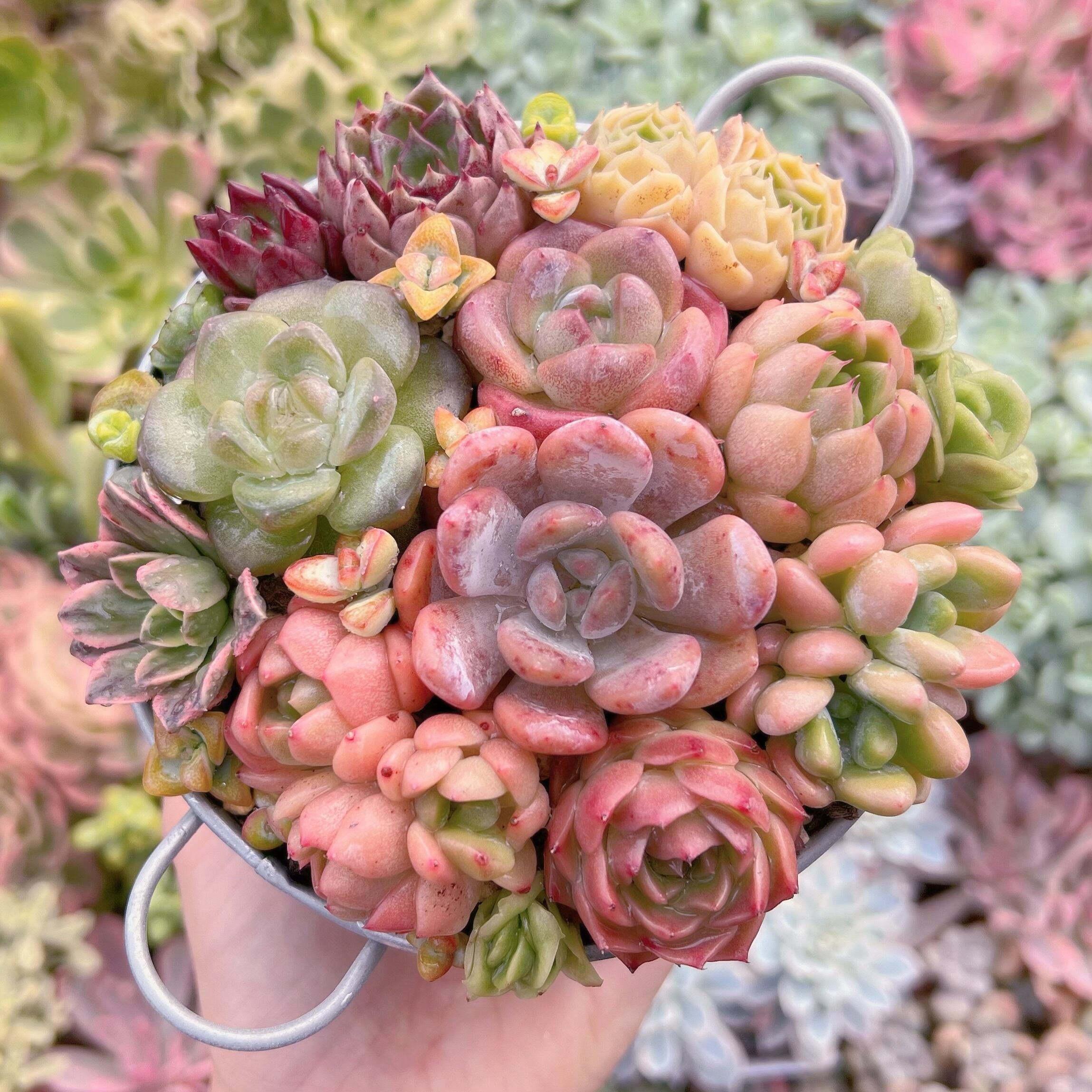 現物　寄せ植え鍋セット#614   るる農園