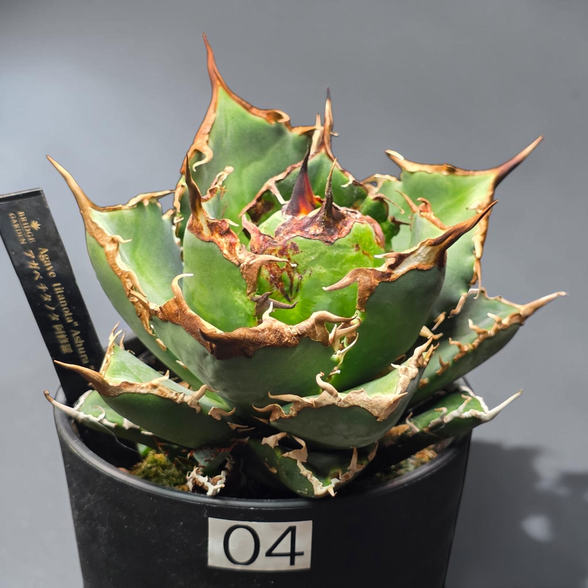アガベ チタノタ 阿修羅 (Agave titanota 'Asura') | BRIDGE GARDEN