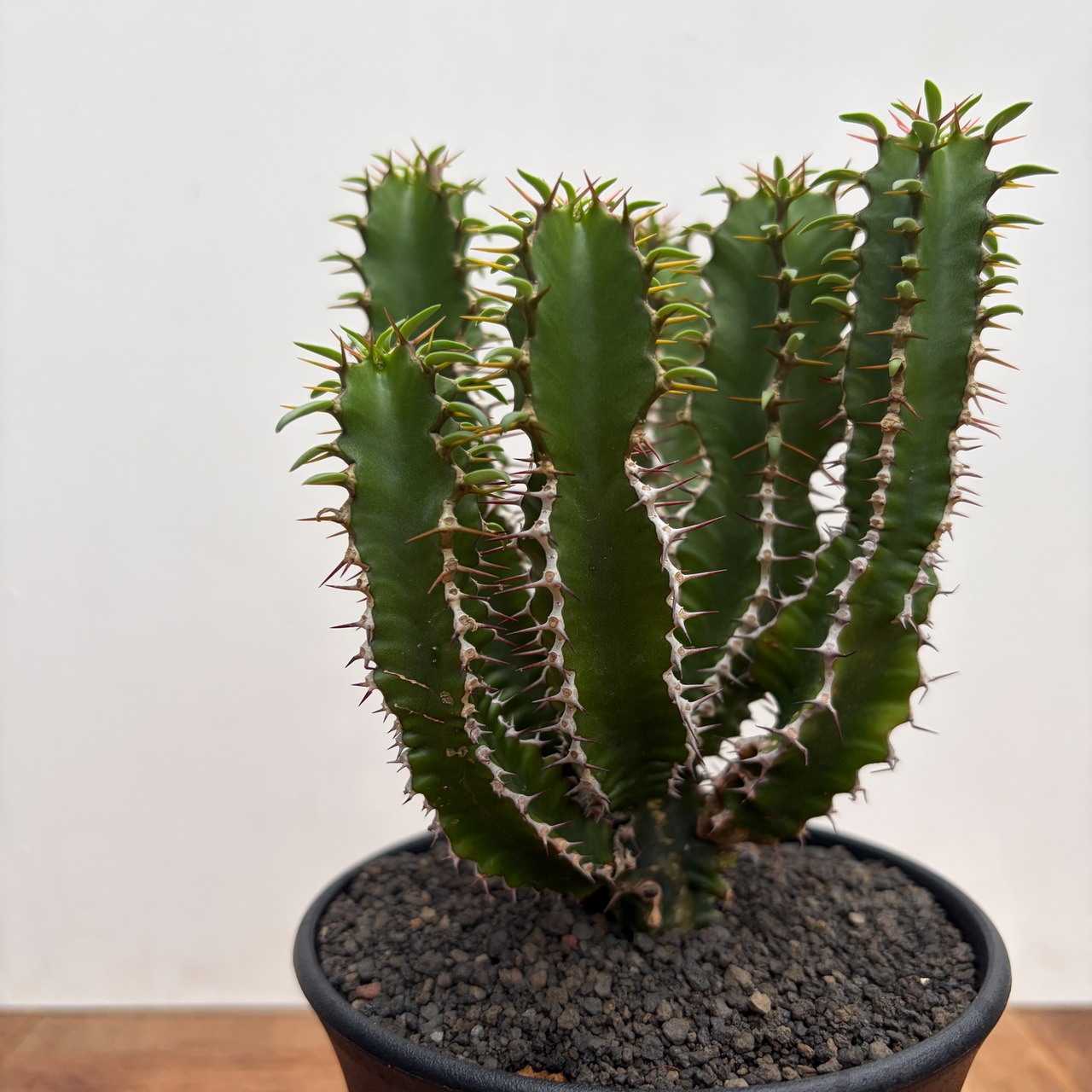 Euphorbia mlanjeana【ユーフォルビア・ムランジーナ】