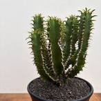 Euphorbia mlanjeana【ユーフォルビア・ムランジーナ】