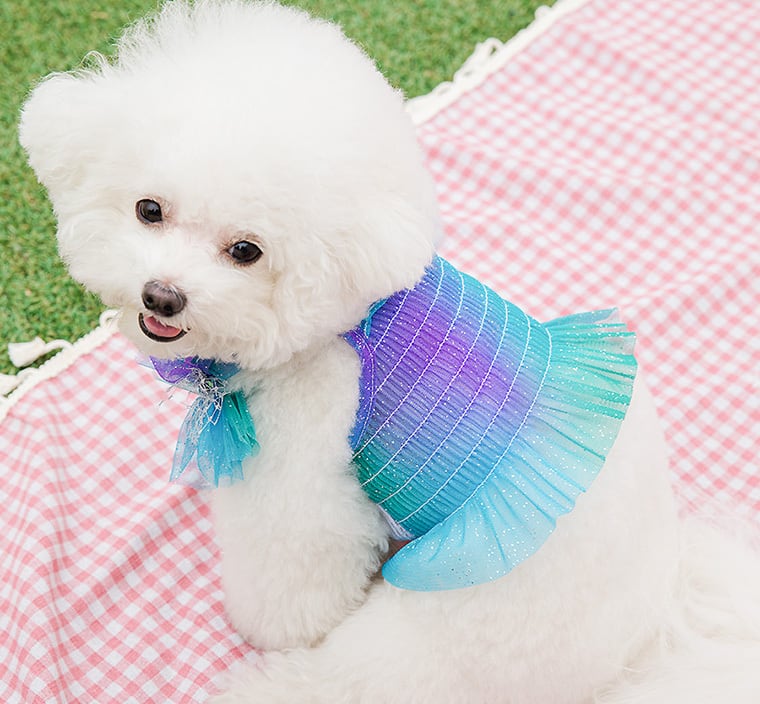 ハロークロップドトップス S ~ XL 2color  /  犬の服 犬服 新作 ショート丈 クロップド丈 涼しい 小型犬 中型犬 ペット洋服 ドッグウェア ペット用品