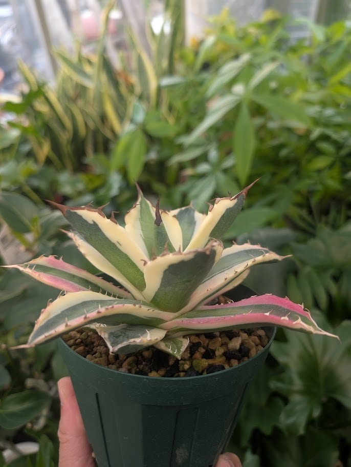 アガベ チタノタ スナグルトゥース ST22 | 多肉植物ハオルチア・アガベ