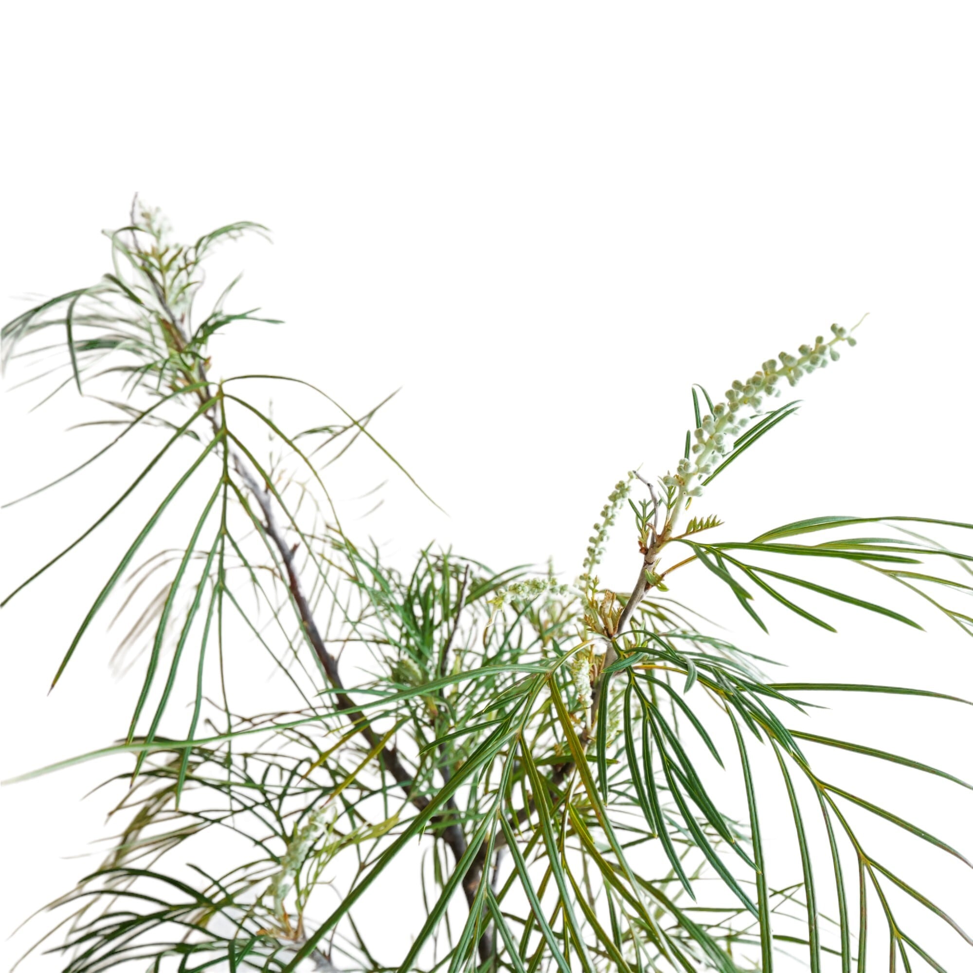 グレビレア ムーンライト 実生8年 6号鉢 150cm ネイティブプランツ