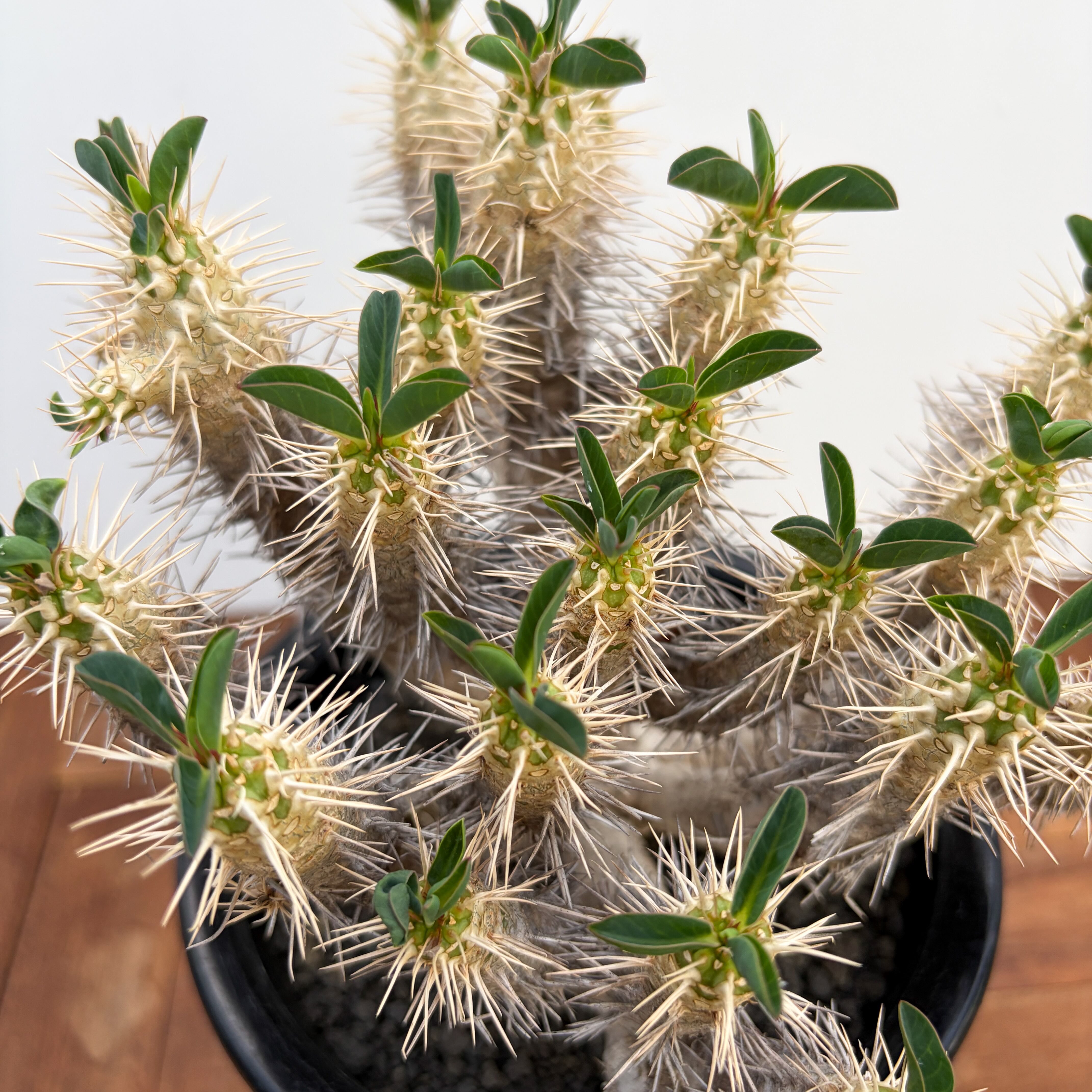 Euphorbia guillauminiana【ユーフォルビア・ギラウミニアナ