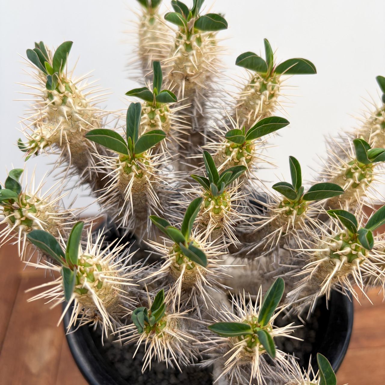 Euphorbia guillauminiana【ユーフォルビア・ギラウミニアナ】
