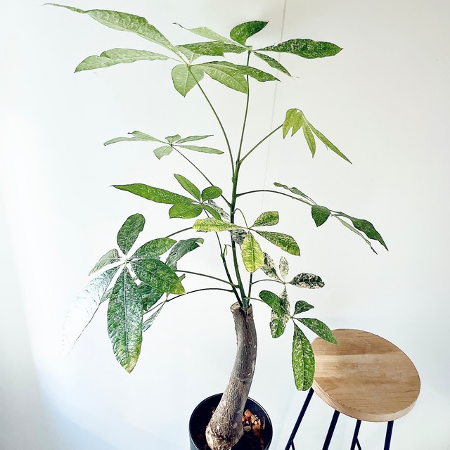 《希少》パキラ・ミルキーウェイ アートストーンポット 観葉植物 calm cafe