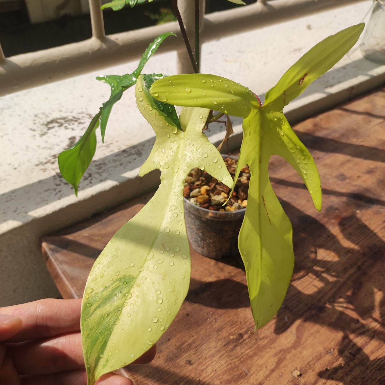 【美斑】フィロデンドロン フロリダビューティー/Florida beauty⑦