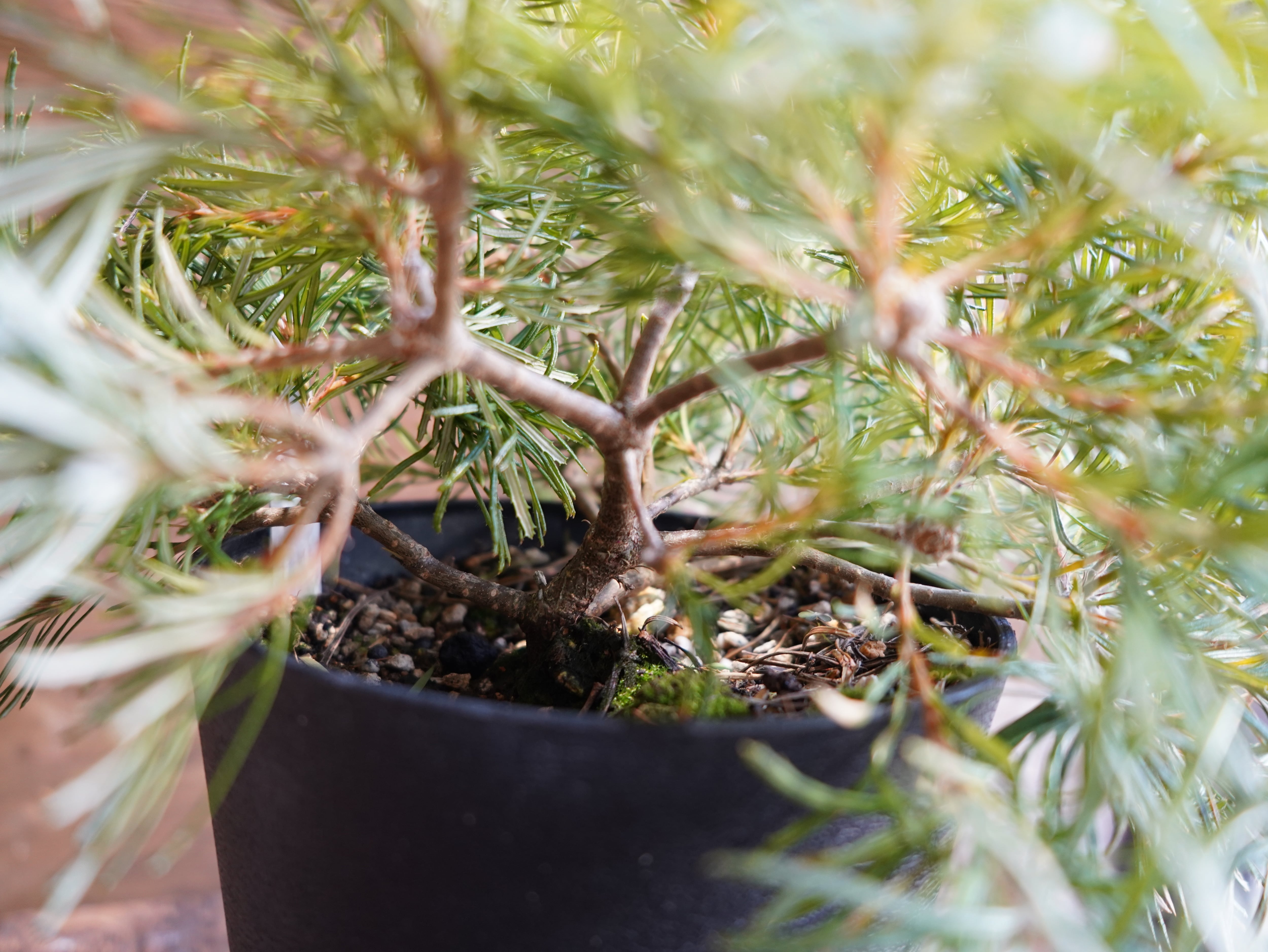 【現物】バンクシア ”バースデーキャンドル” C