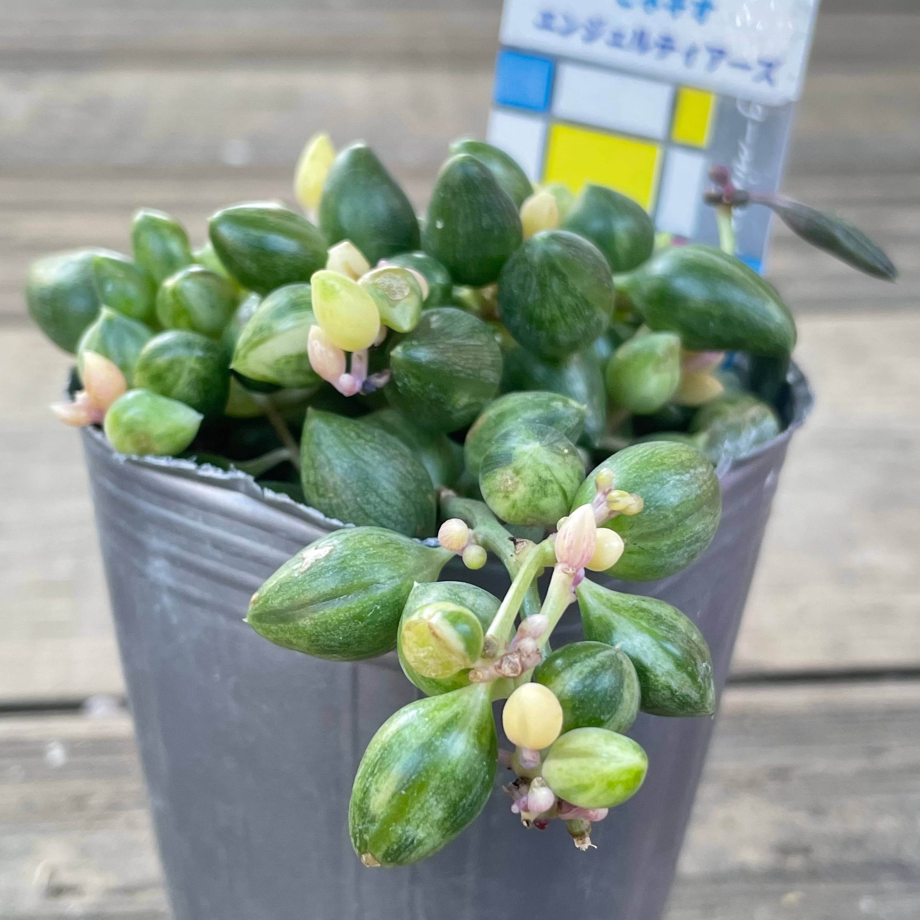エンジェルティアーズ | RuPo 多肉植物専門店