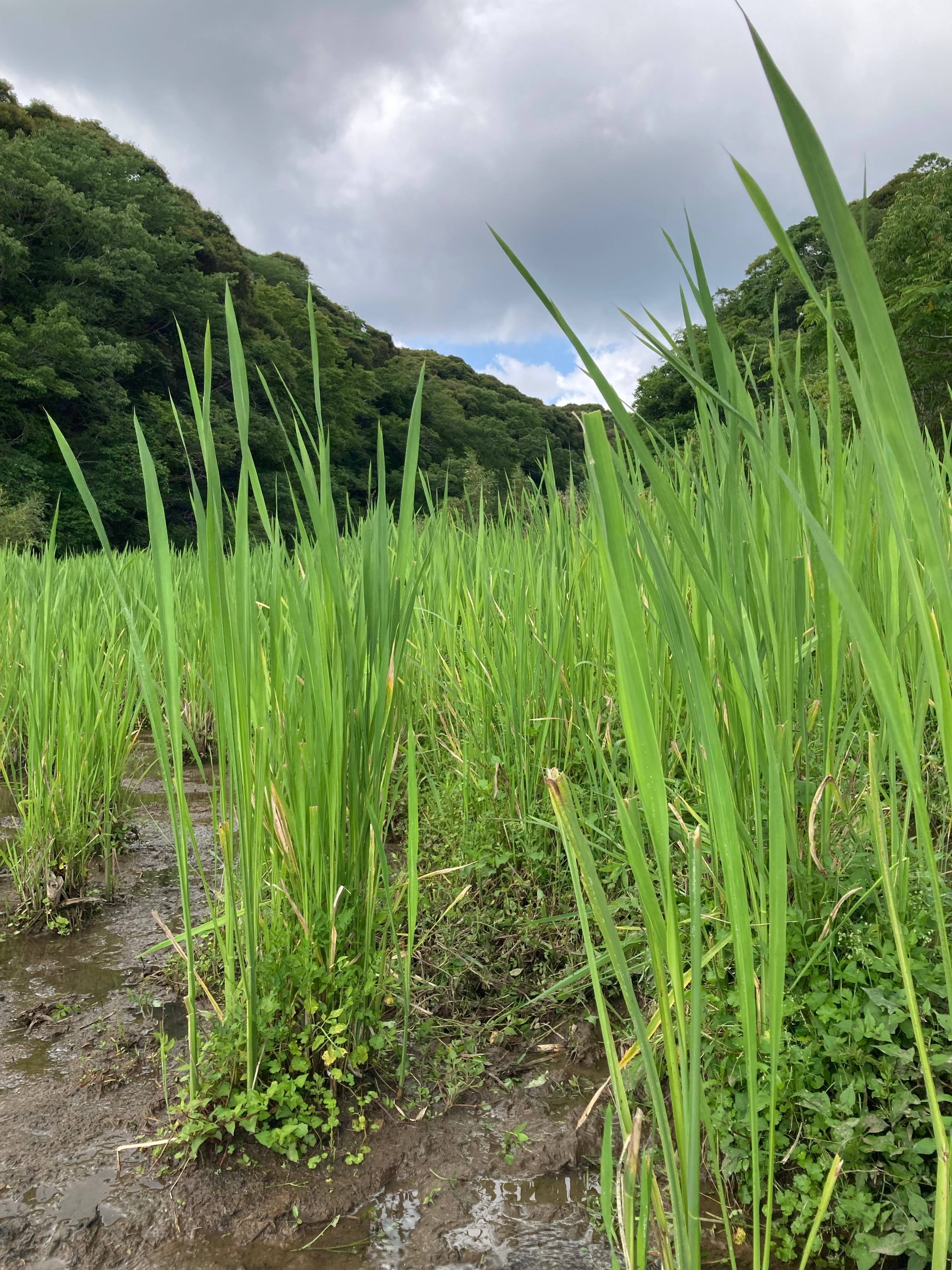 マコモ生葉 約270g | つぶつぶ亭