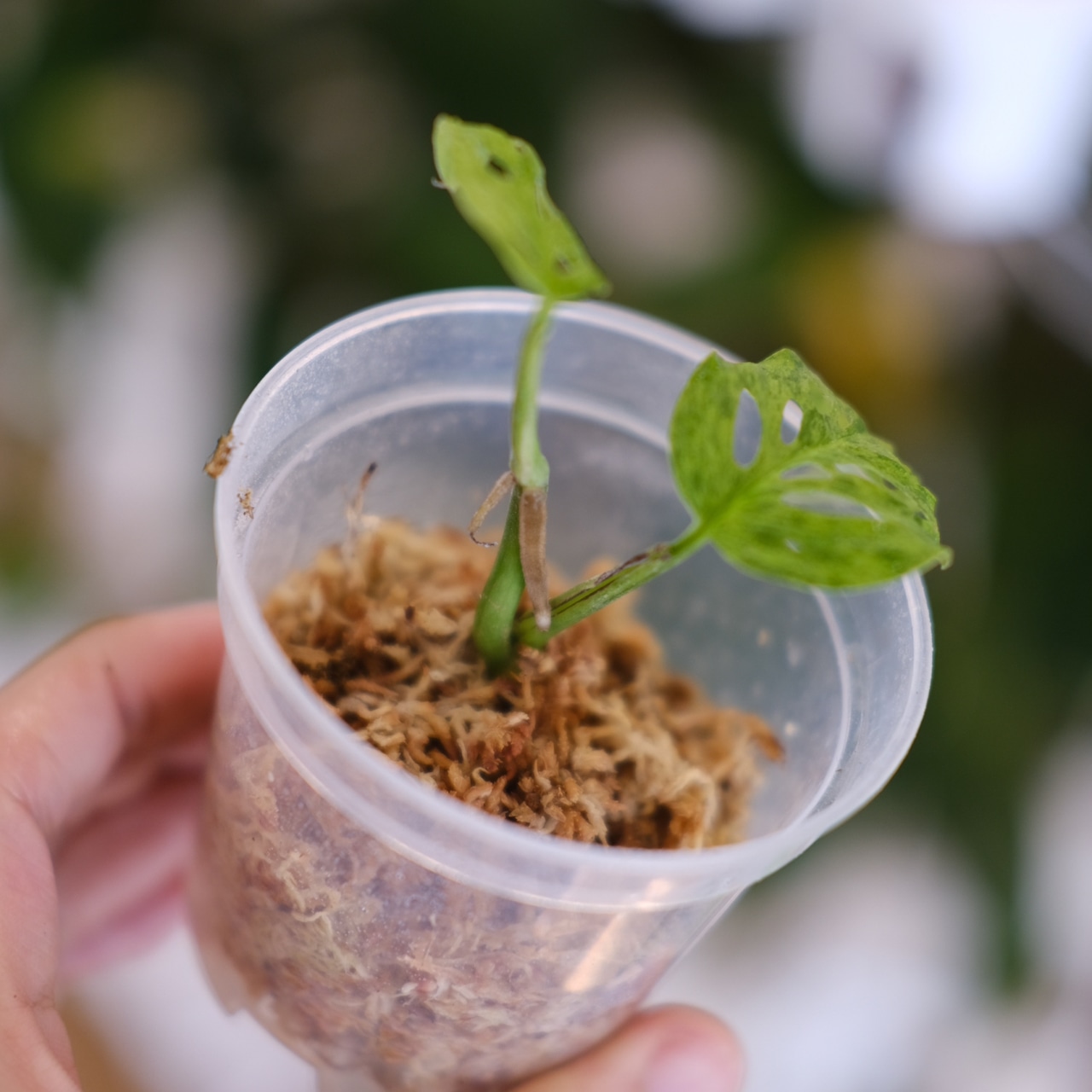 Monstera adansonii Mottled / モンステラ ミント④ / 観葉植物<育て方・花言葉>