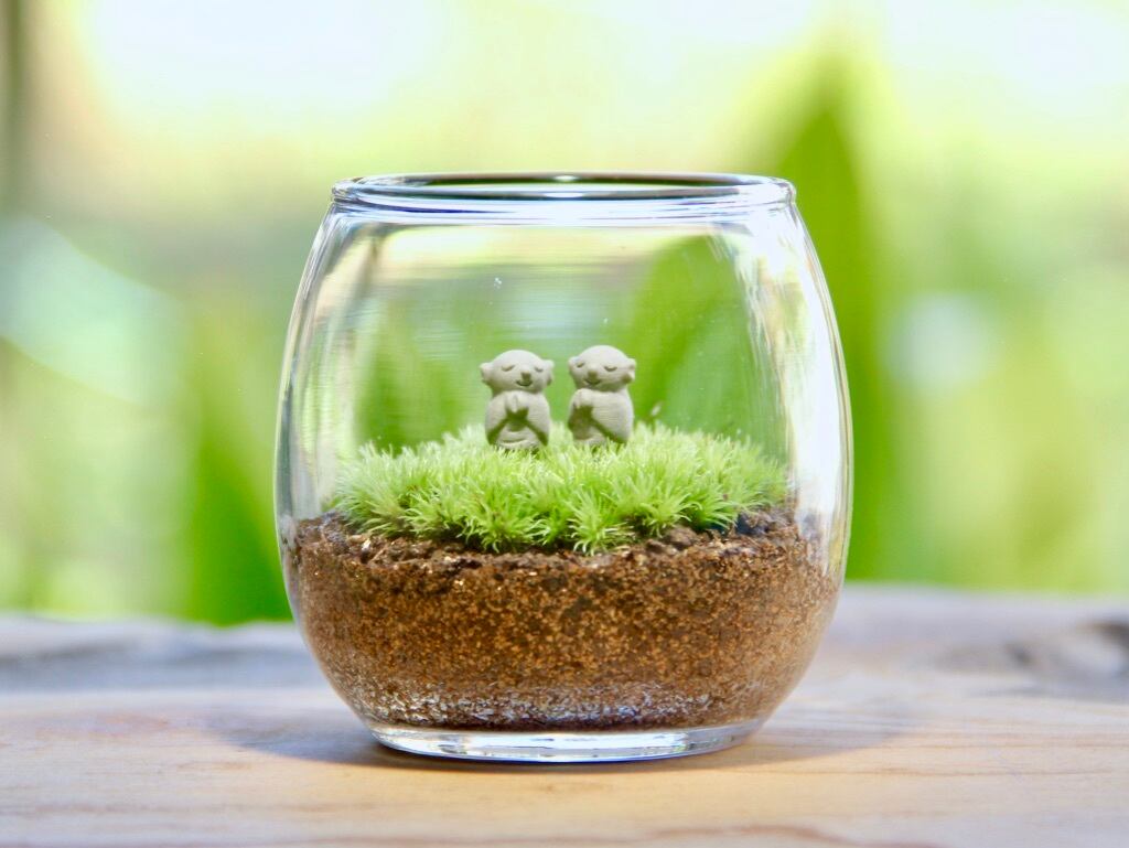 ふたご地蔵 おちょこけ 苔テラリウム コケリウム 苔むすび