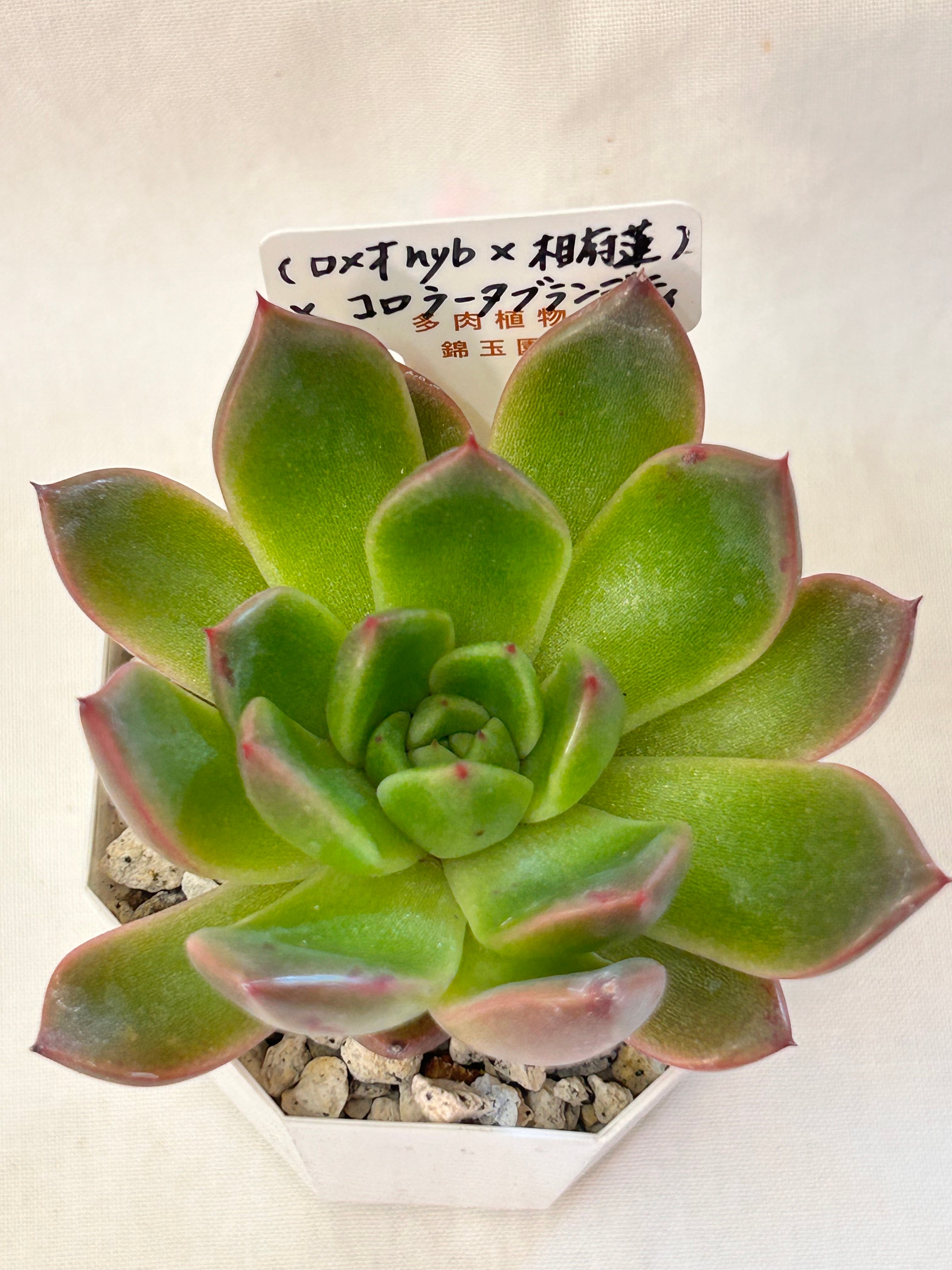 錦玉園 ザラゴーサ×月影 2寸 | GREEN JAM foliageplant