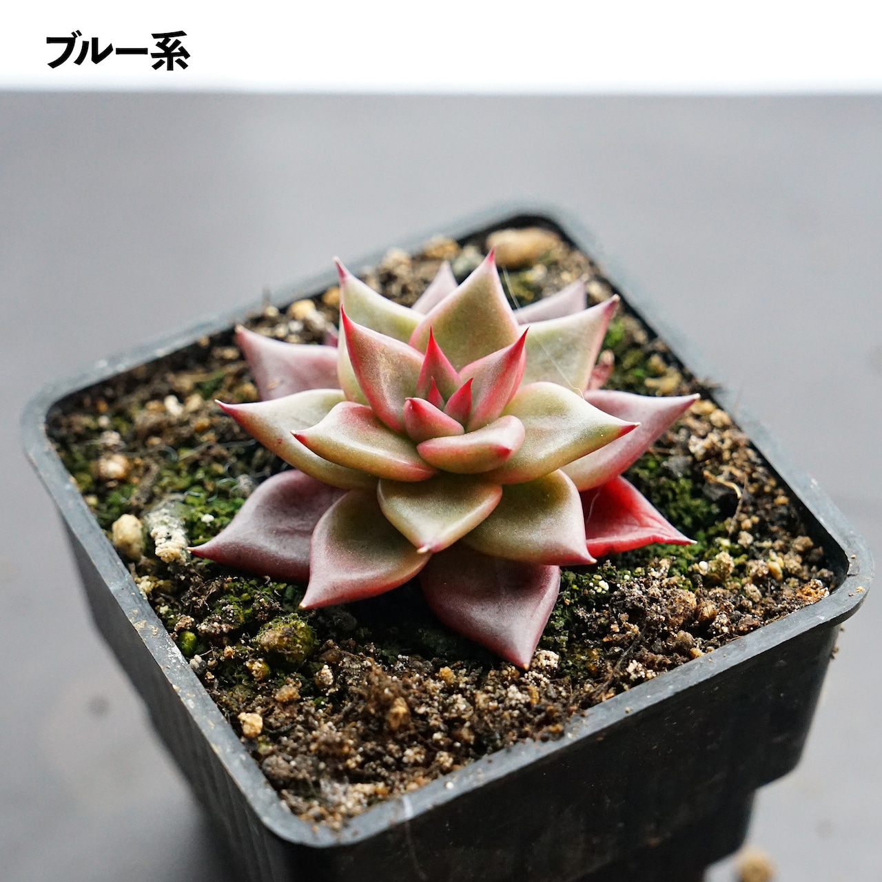 抜き苗 ブラッドロメオ Echeveria 'Blood Romeo'