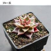 抜き苗 ブラッドロメオ Echeveria 'Blood Romeo'