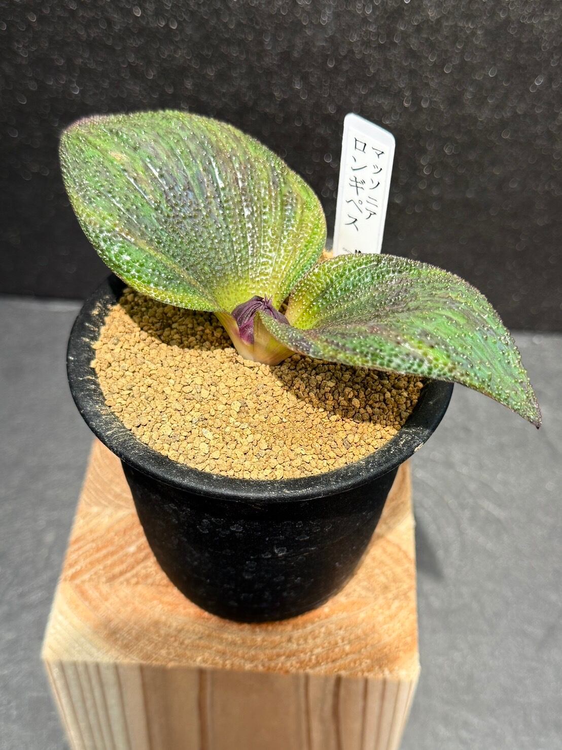 マッソニアナ ロンギぺス 観葉植物 3号 かわいい | 観葉植物と雑貨のお