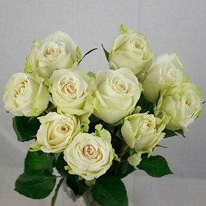 繊細かつ華やかな、白い薔薇【ケニア】アダロニアAA　-Specialty ★★★-