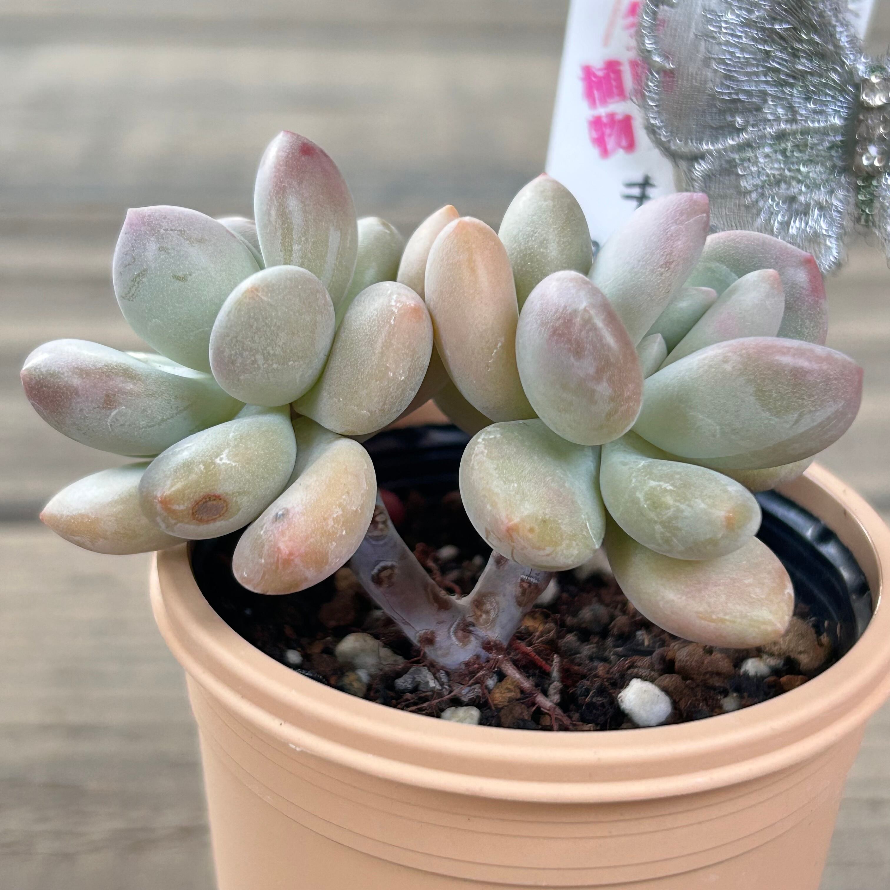 キューティーピーチ☺︎韓国苗 多肉植物 レア多肉 キューティーピーチ☺︎韓国苗 多肉植物 レア多肉