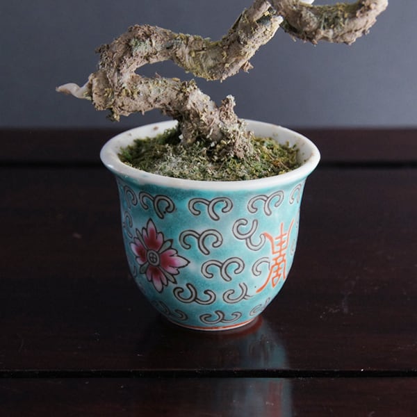 盆栽 松 Palm-Size Pinetree bonsai #32（鉢変更） | Oh! BONSAI