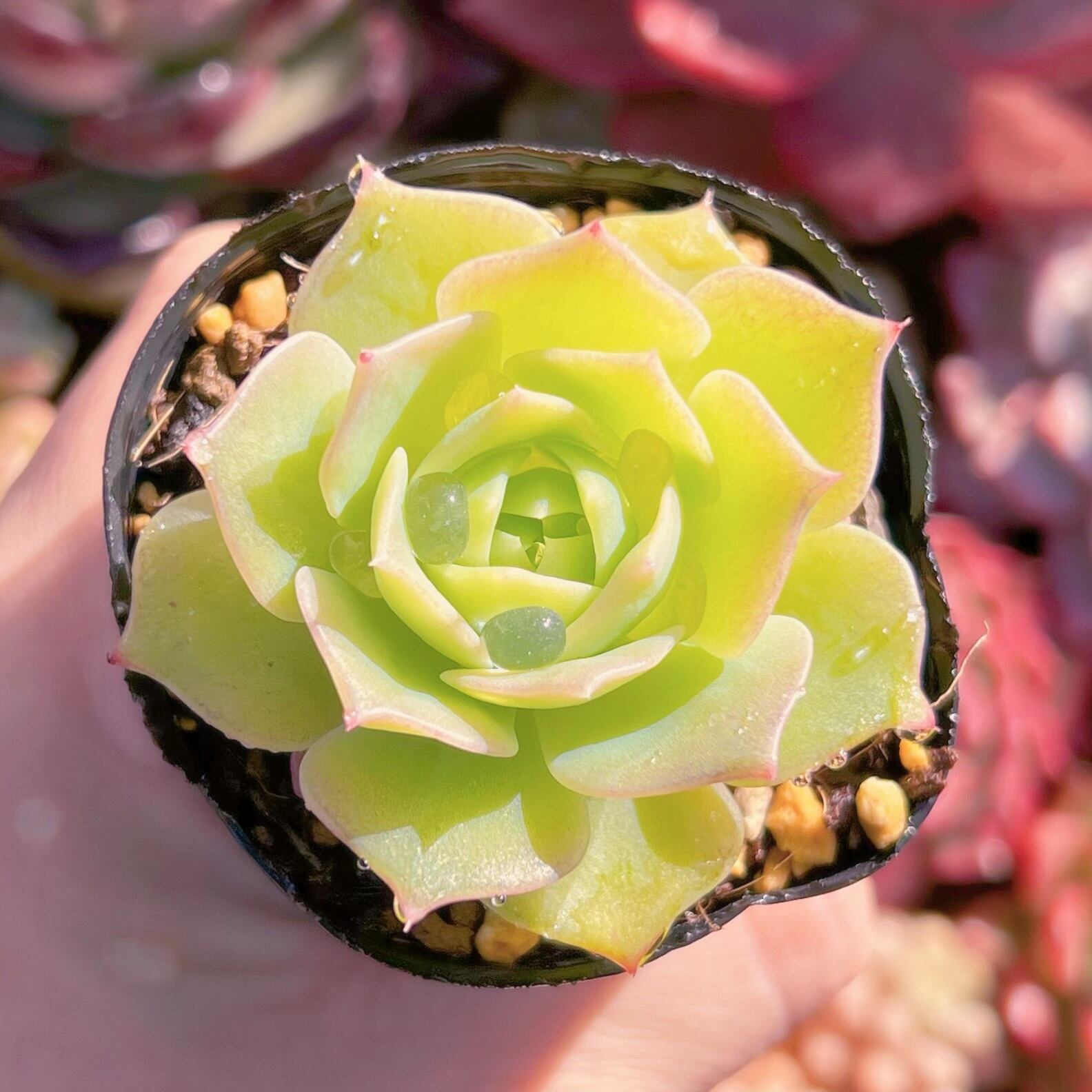 現品　マクドガリー ワイドリーフ#820   古株　るる農園