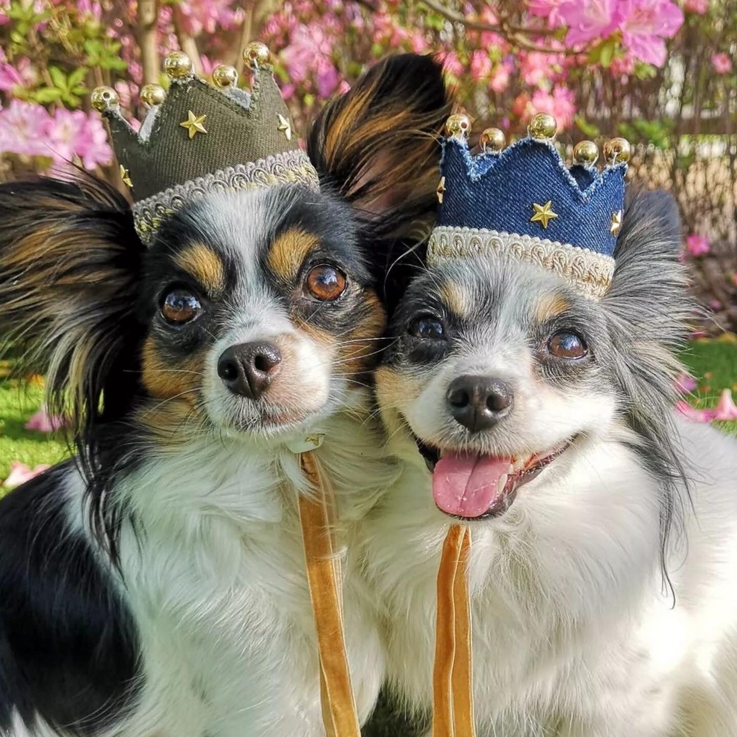 denim crown/ おしゃれなファッションアイテムにも 王冠 クラウン