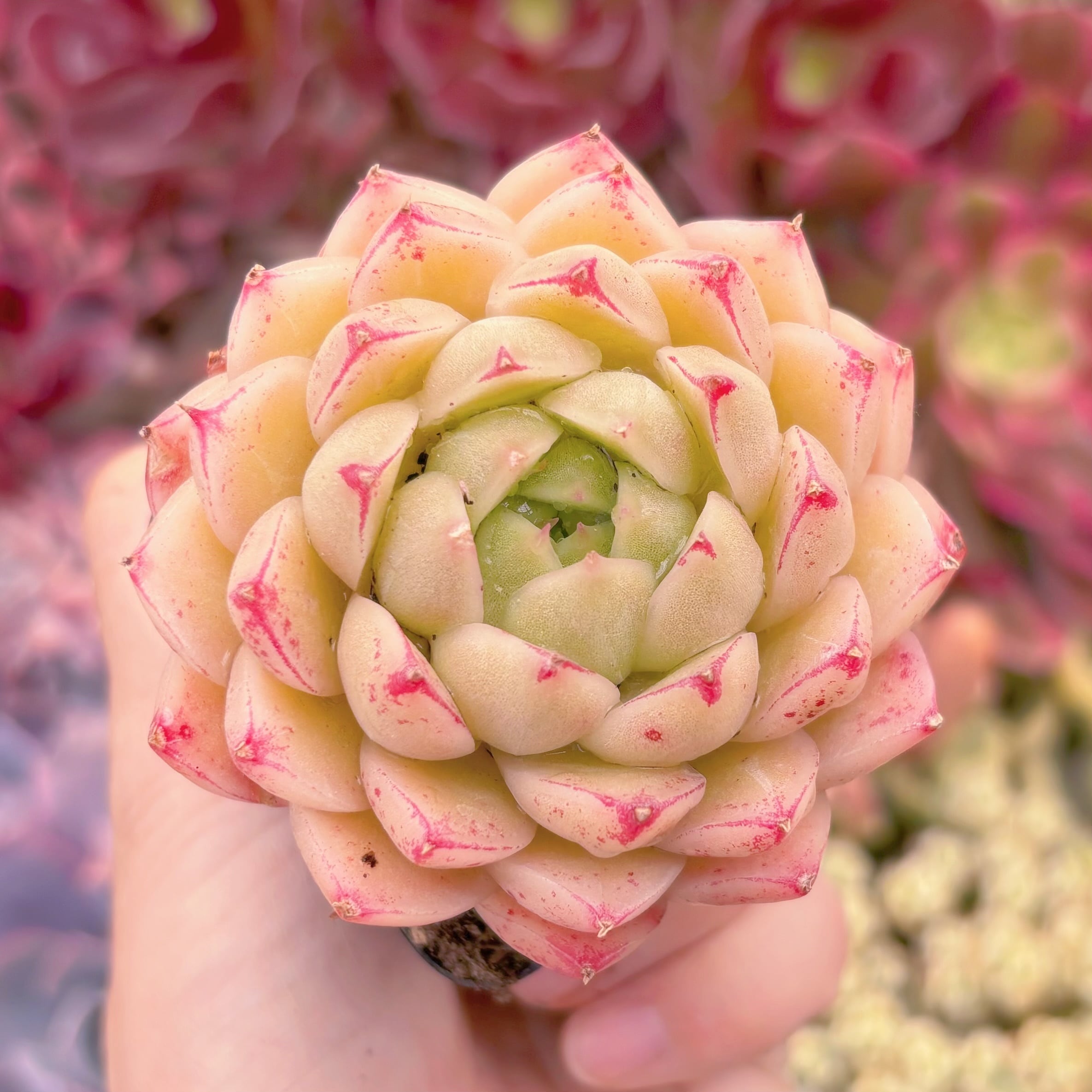 現品　楓の葉#771　るる農園