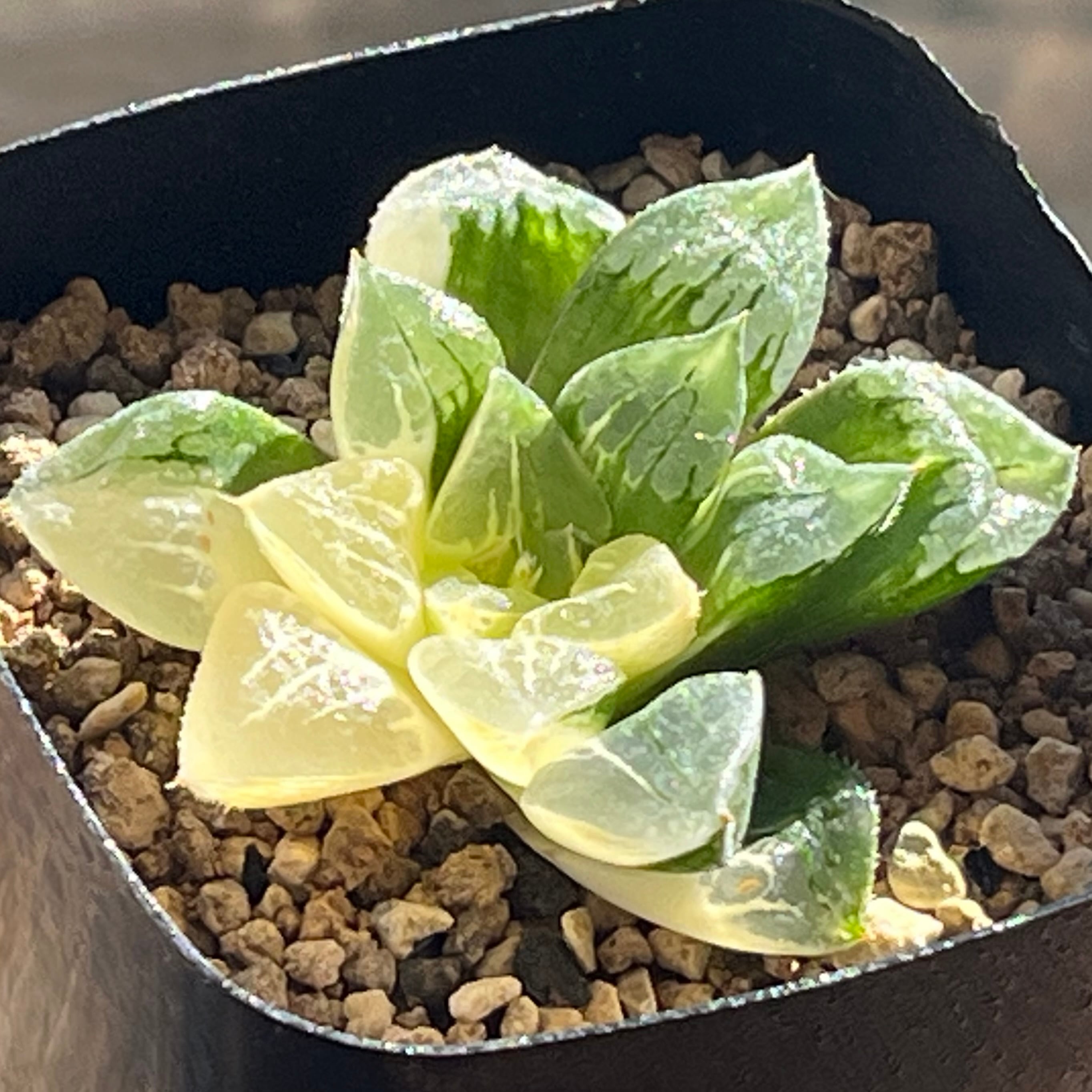 ハオルチア スターズフェアリー | mocono_plants