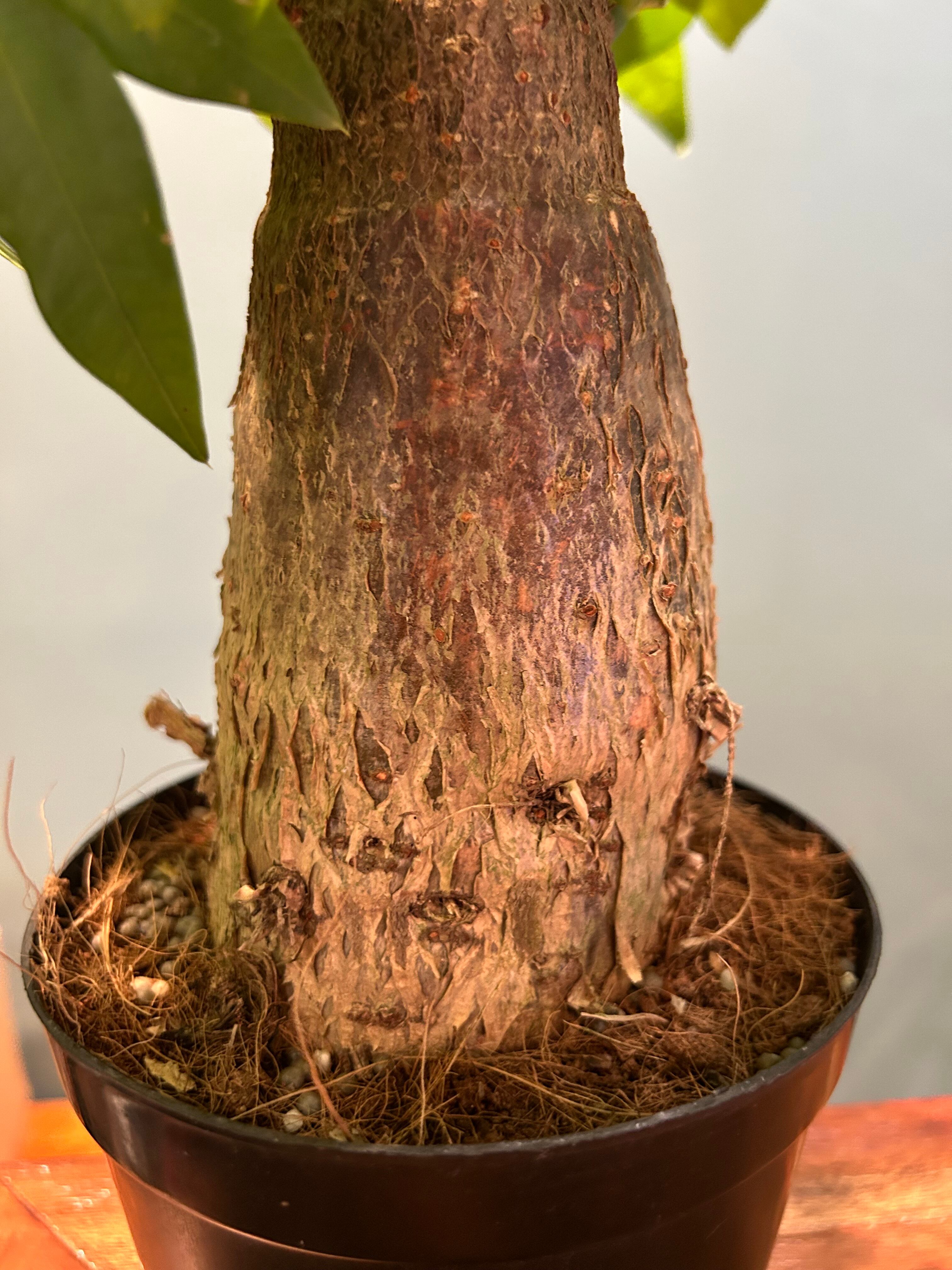 塊根パキラ 4.5号 | 植物との暮らし apricot