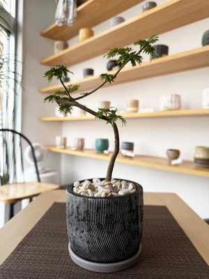 エバーフレッシュ曲がり