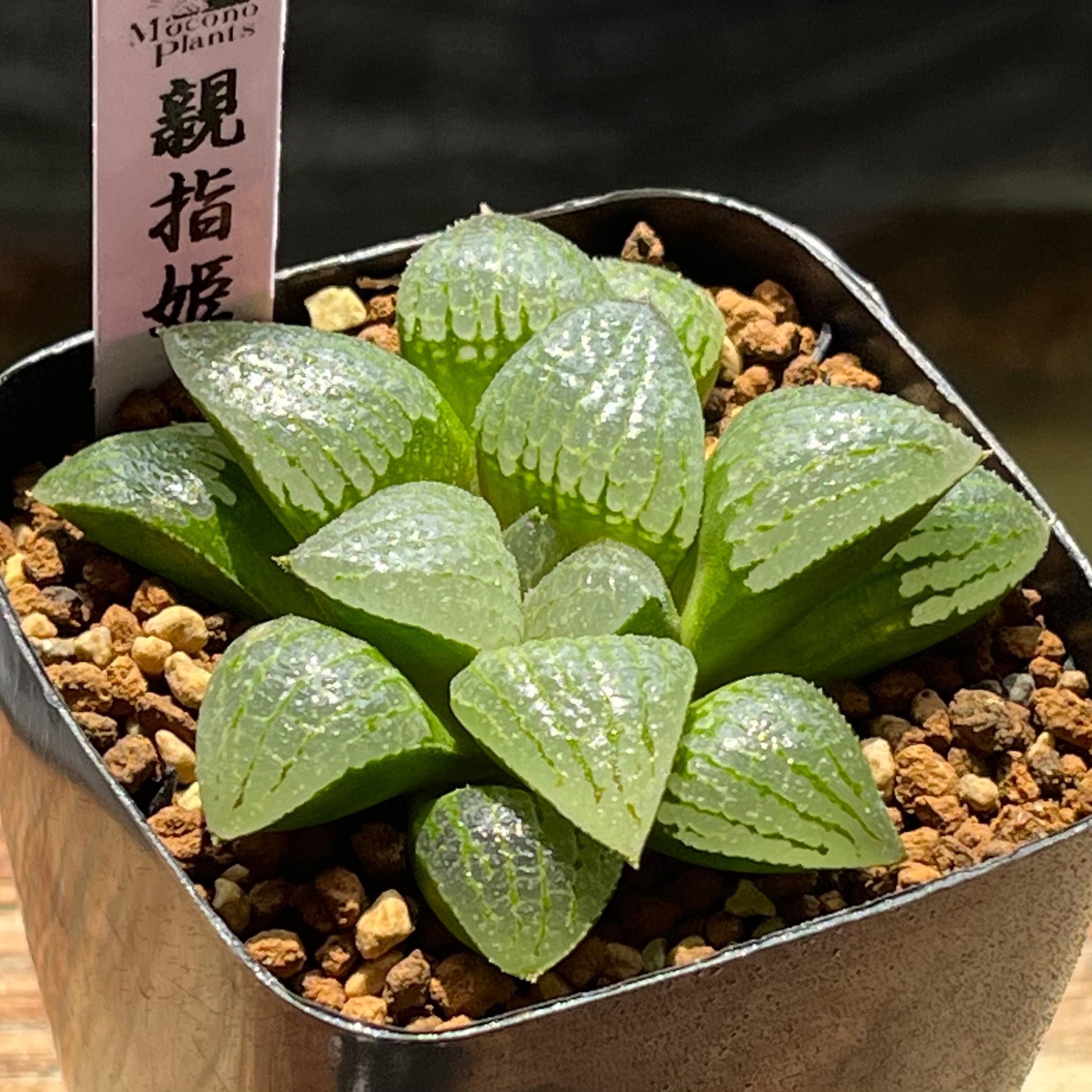 ハオルチア 旧氷砂糖(子株付き) | mocono_plants
