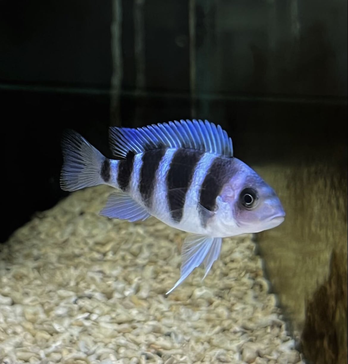 アフリカンシクリッドタンガニーカ | アクアショップあんじゅ