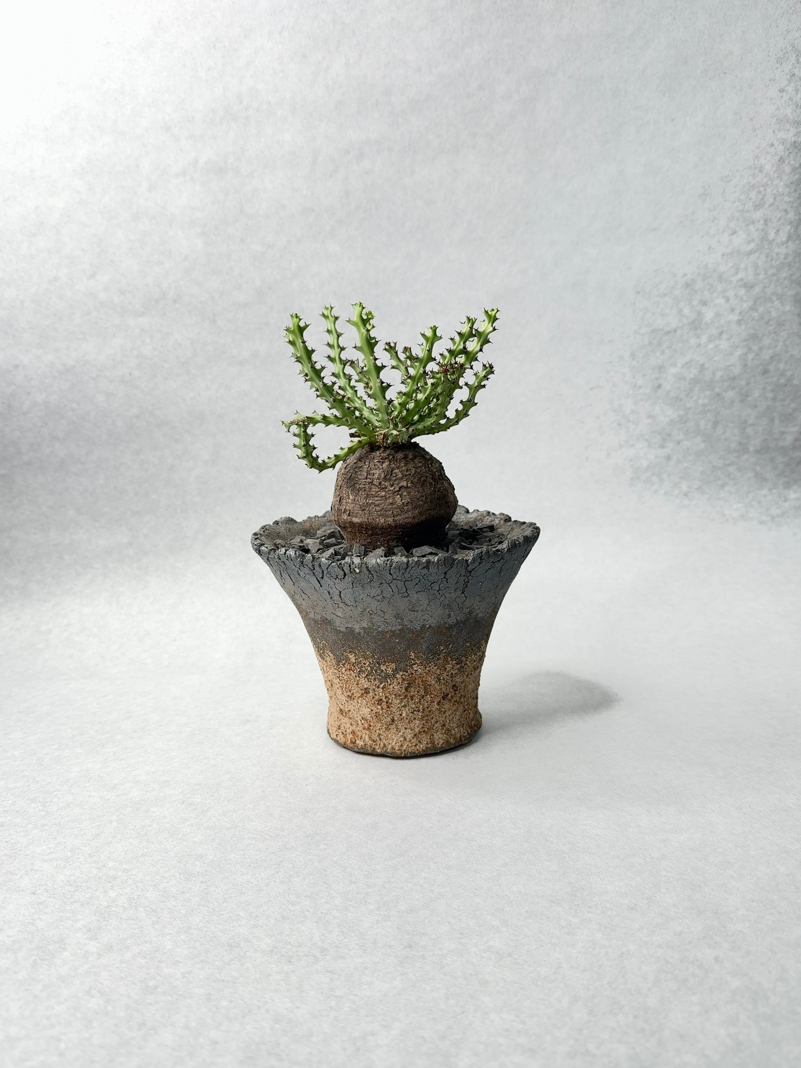 ユーフォルビア　ファンシャウェイ　発根済み Euphorbia fanshawei ユーフォルビア ファンシャウェイ | mana's f