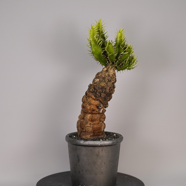 F12 ユーフォルビア ムランジーナ 発根済み 現地球