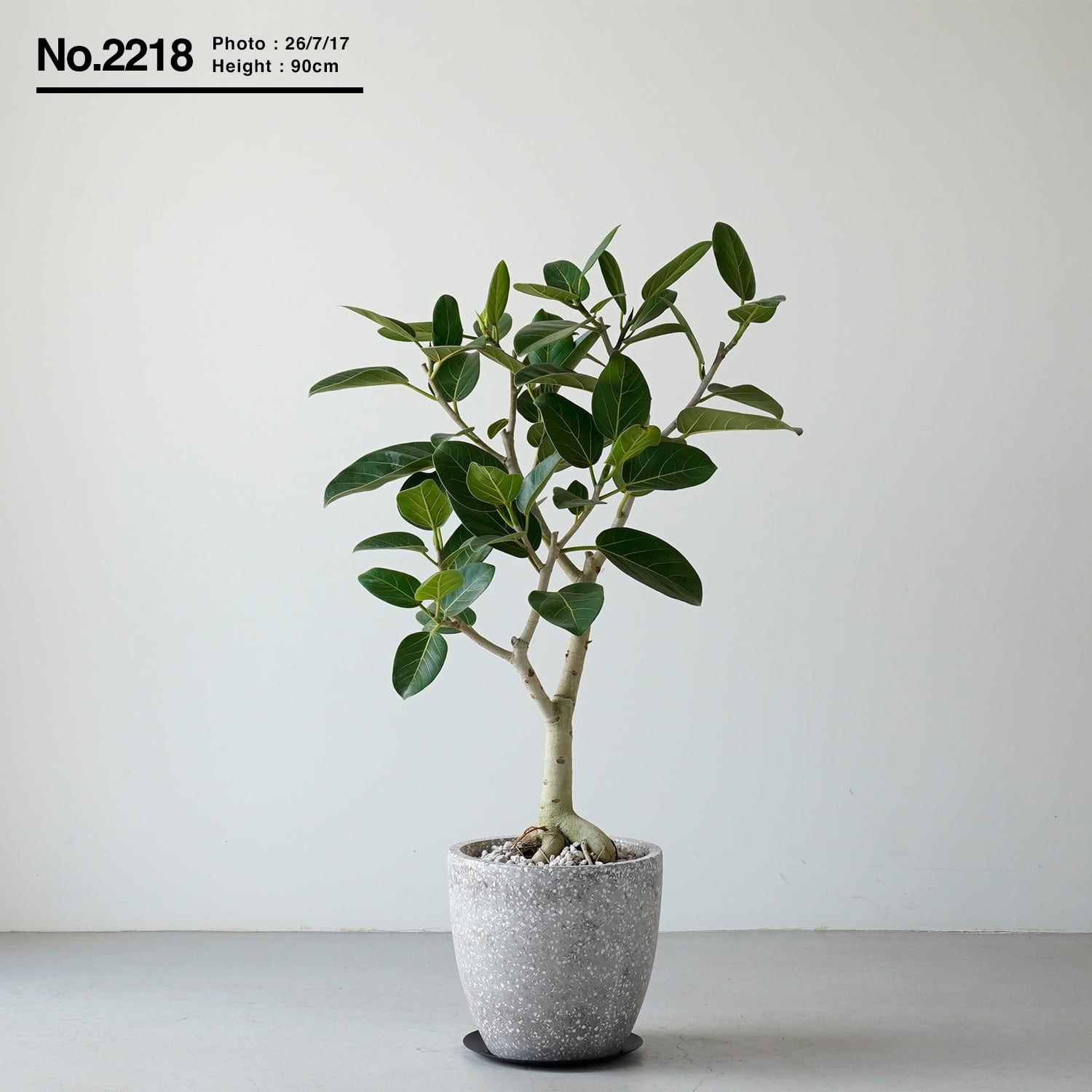 フィカス ベンガレンシス | AYANAS（アヤナス）｜観葉植物のセレクト