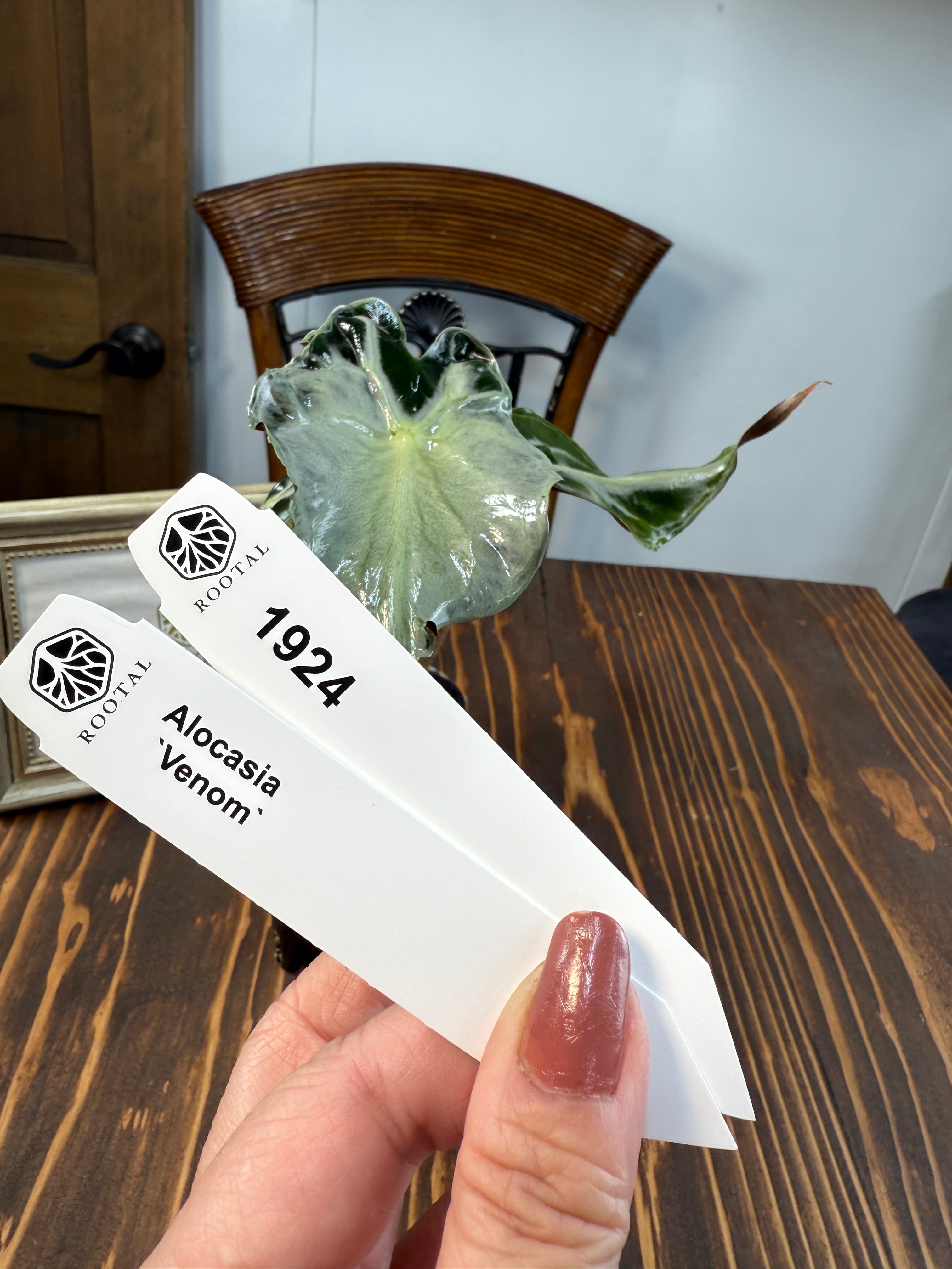 ★1924【希少種】アロカシア ヴェノム(2.5号ロング硬質ポット)※送料無料(一部除く)