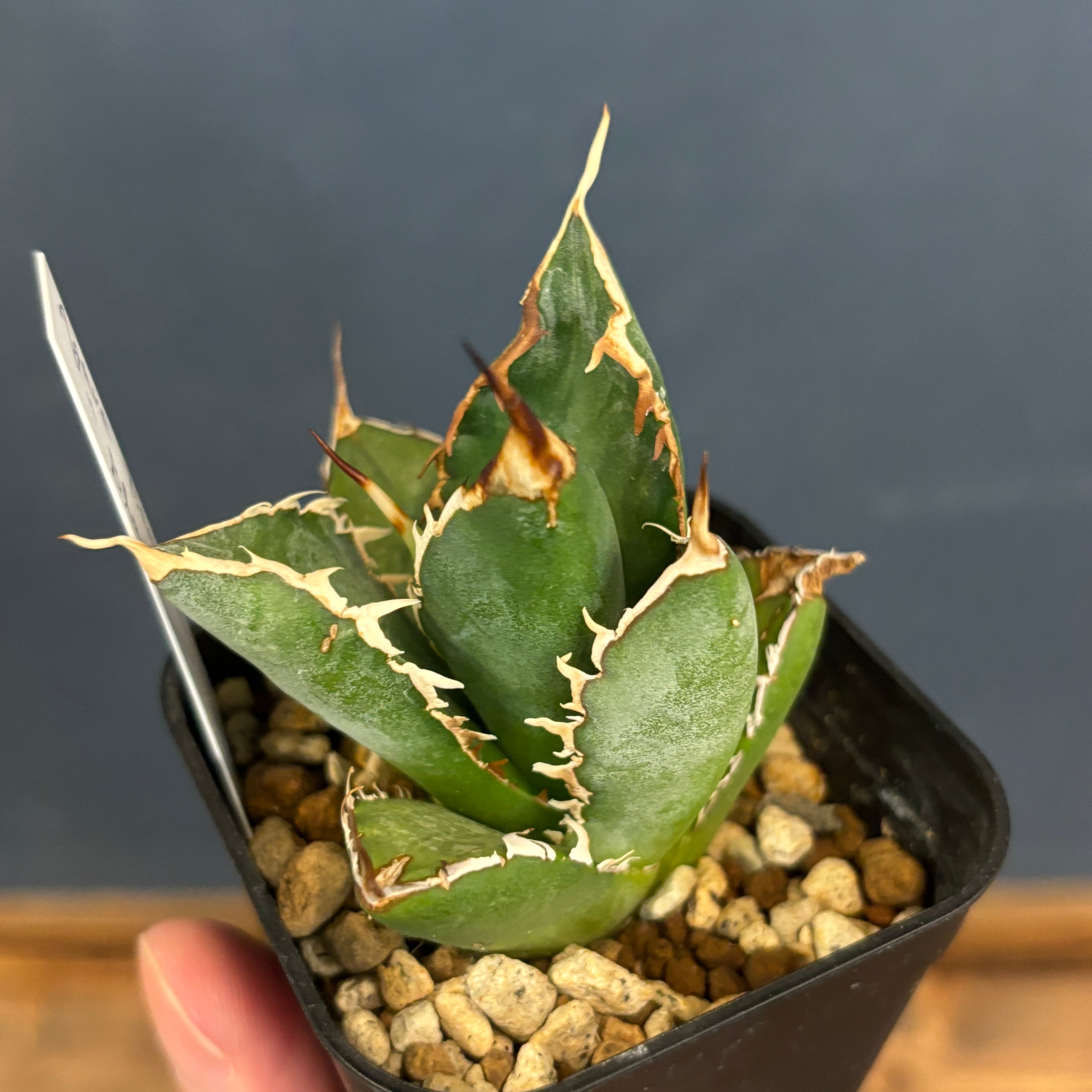 アガベ チタノタ ブレイズ【241】 | PROTOLEAF プロトリーフ