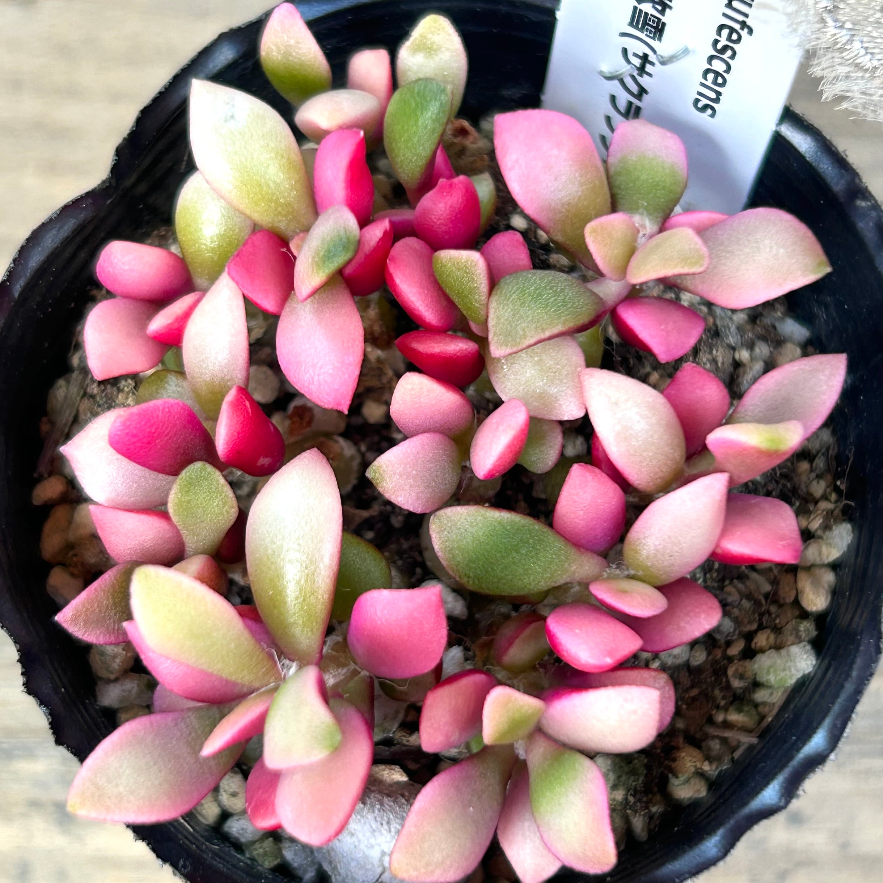 桜吹雪 | RuPo 多肉植物専門店