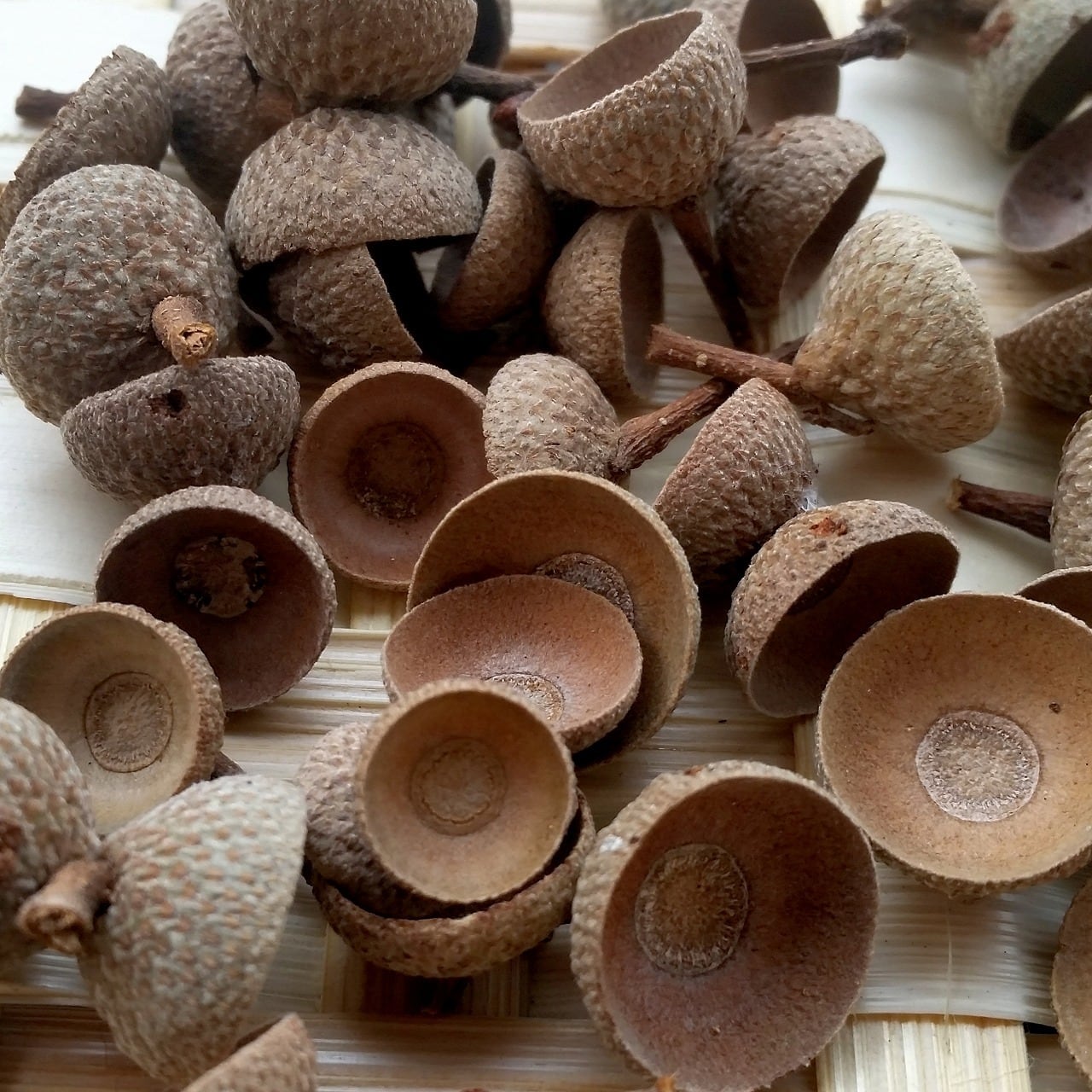 コナラの殻斗 50個＋3 | 木の実通販の shop.木の実