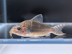 国産コリドラス〝ゲルイ 1匹〟5.5cm ※沖縄、離島発送不可