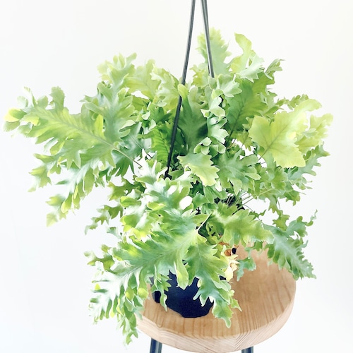 【再入荷】フレボディウム ダバナ ボリューム株｜ハンギングタイプ｜現品限り｜calm cafe